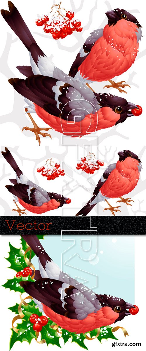 Winter birds in Vector - Bullfinches and clusters of a mountain ash Winter birds in Vector - Bullfinches and clusters of a mountain ash