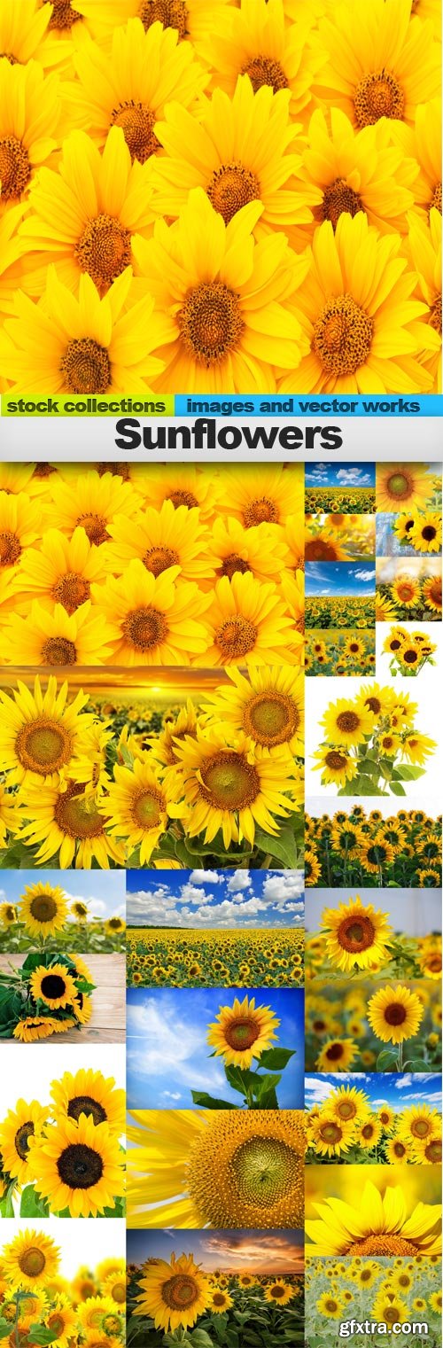 Sunflowers,25 x UHQ JPEG