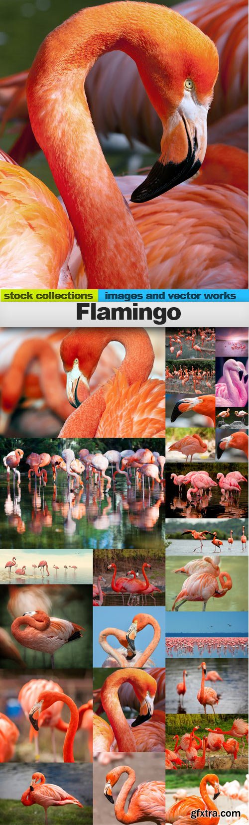 Flamingo,25 x UHQ JPEG