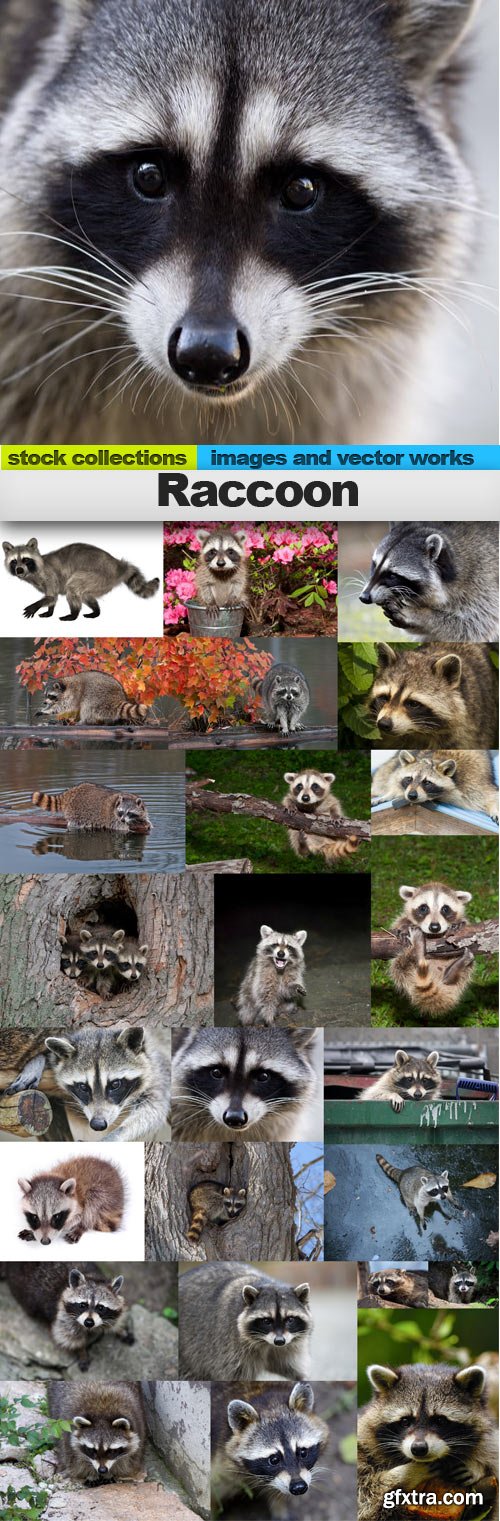 Raccoon,25 x UHQ JPEG