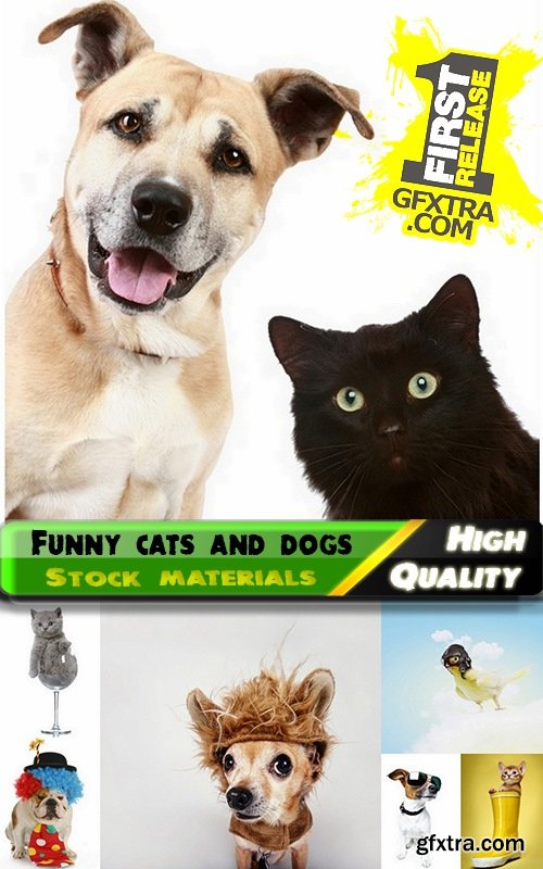 Funny cats and dogs Stock images - 25 HQ Jpg