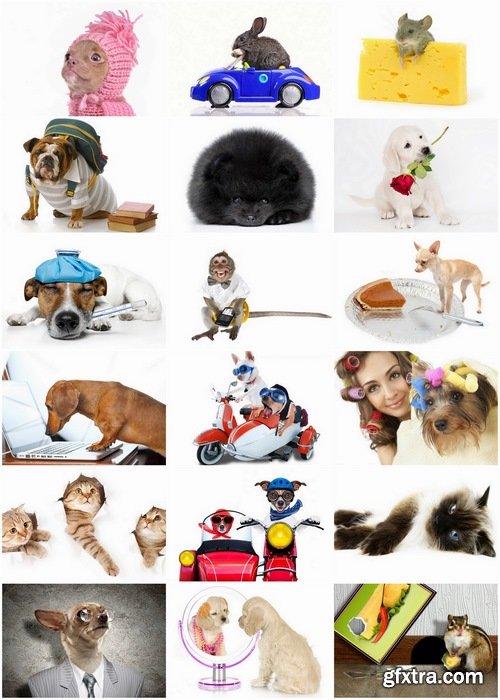 Funny cats and dogs Stock images - 25 HQ Jpg