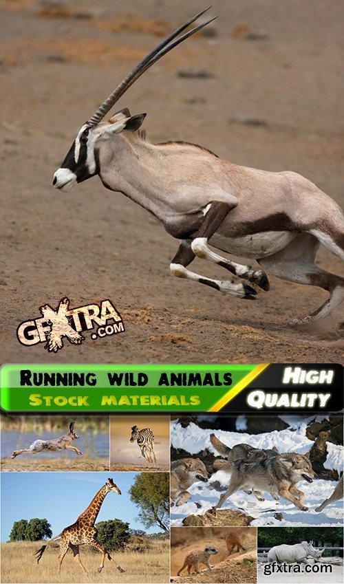 Running wild animals Stock images - 25 HQ Jpg