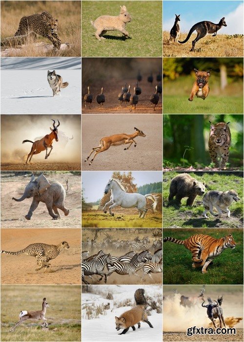 Running wild animals Stock images - 25 HQ Jpg