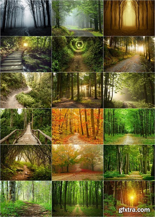 Beautiful pictures of forest trails and roads - 25 HQ Jpg