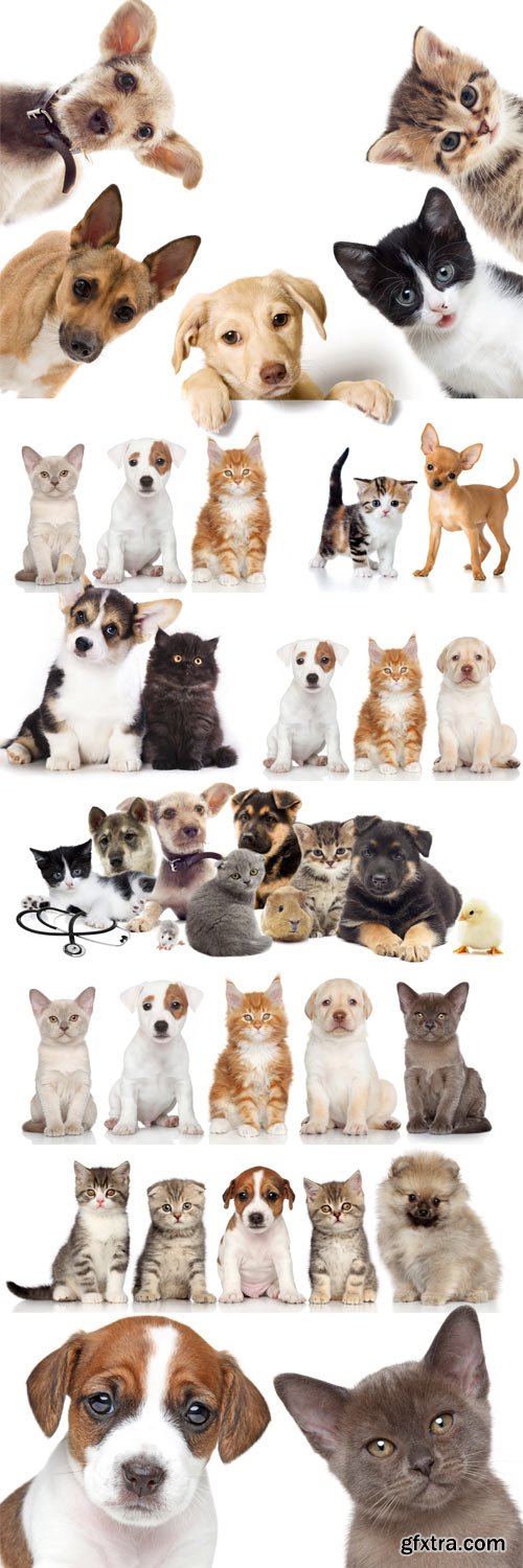 Cute kittens and puppies Cute kittens and puppies