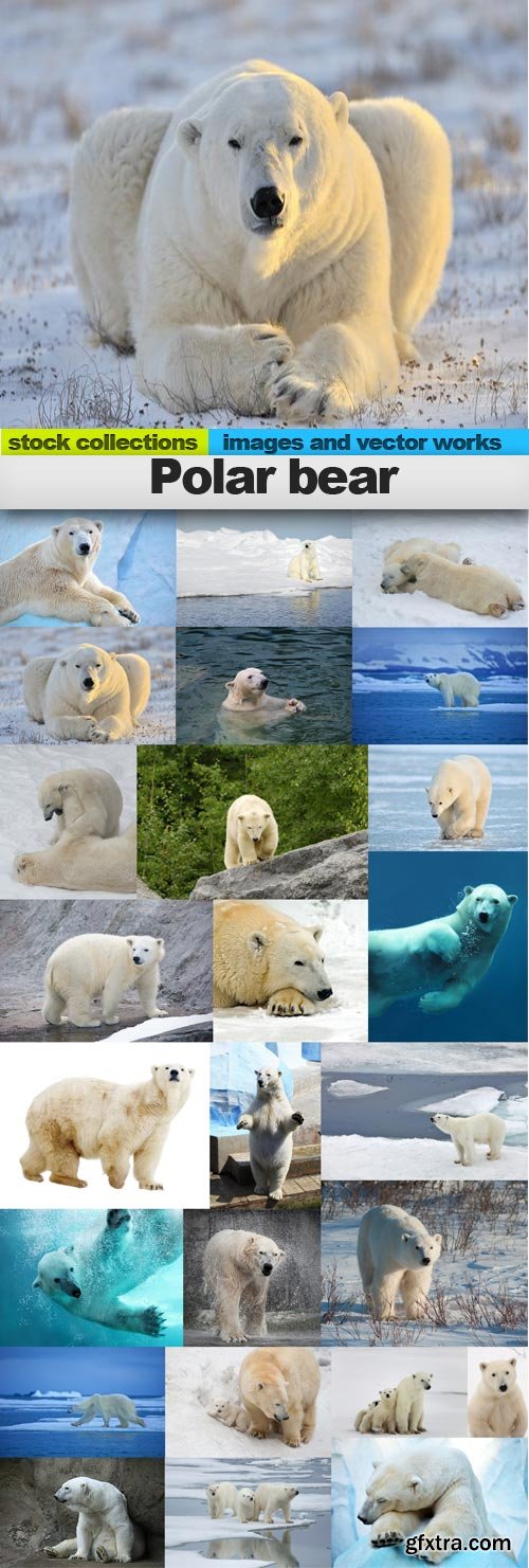 Polar bear, 25 x UHQ JPEG