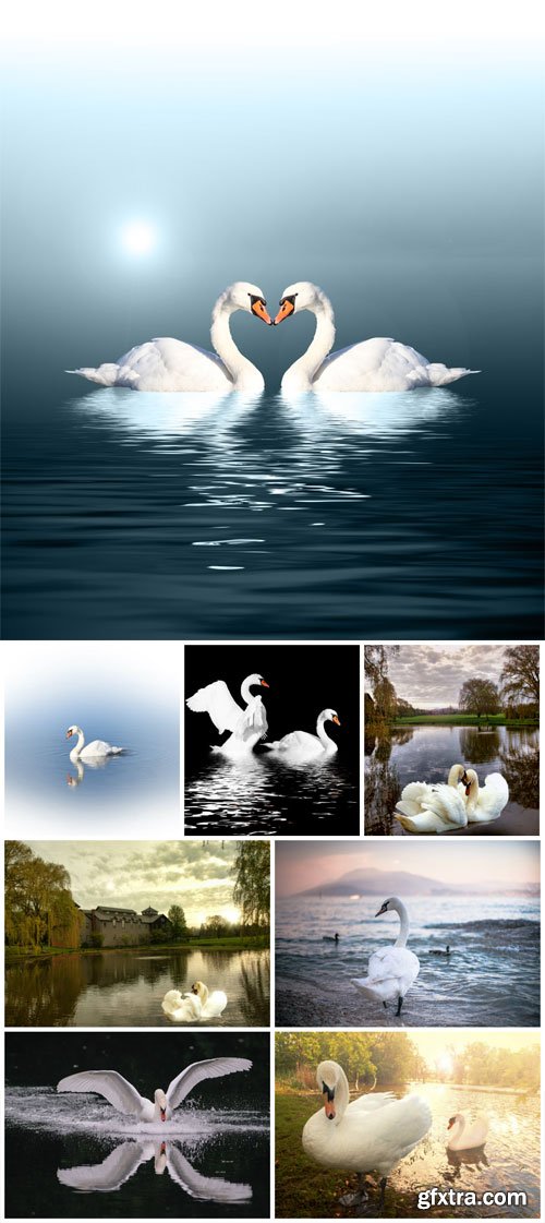 Swans, nature - stock photos Swans, nature - stock photos