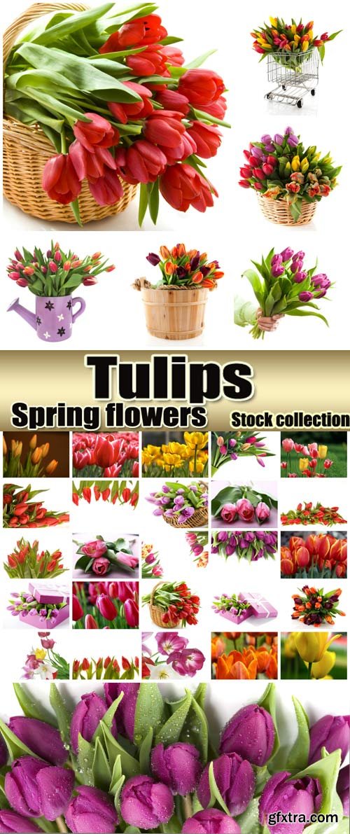 Beautiful spring flowers tulips - stock photos Beautiful spring flowers tulips - stock photos