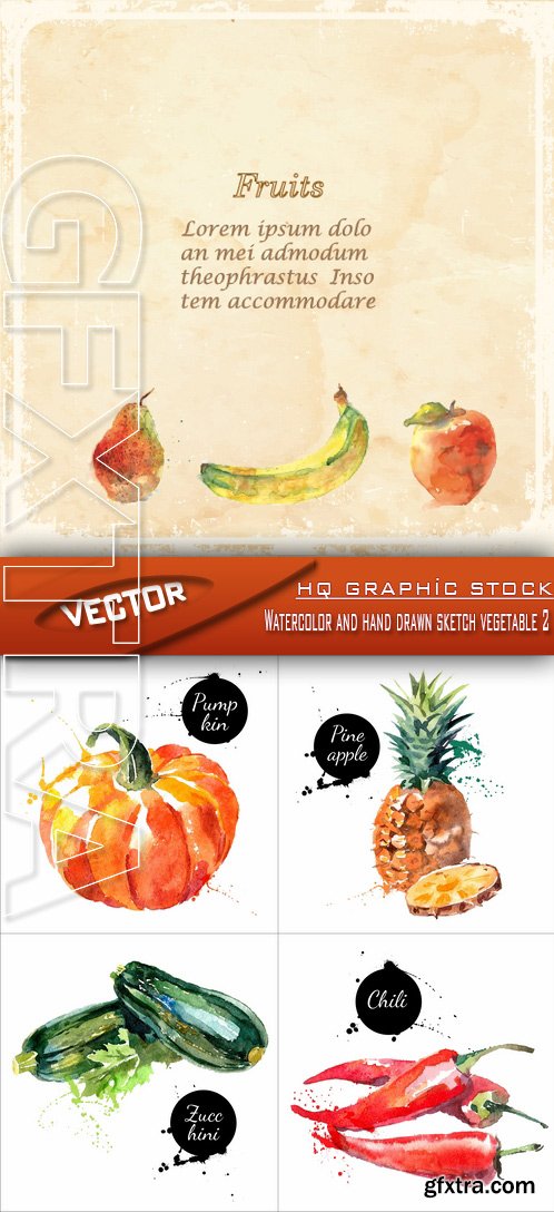 Stock Vector - Watercolor and hand drawn sketch vegetable 2
