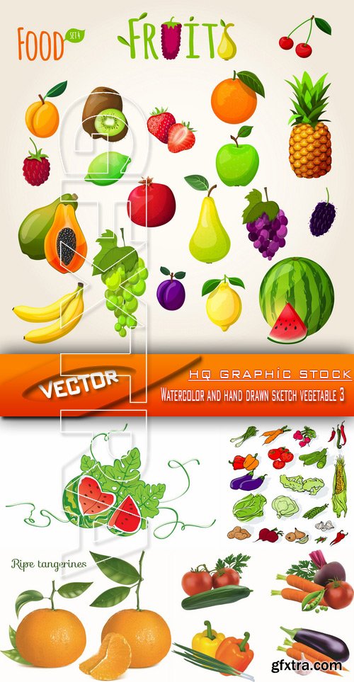 Stock Vector - Watercolor and hand drawn sketch vegetable 3
