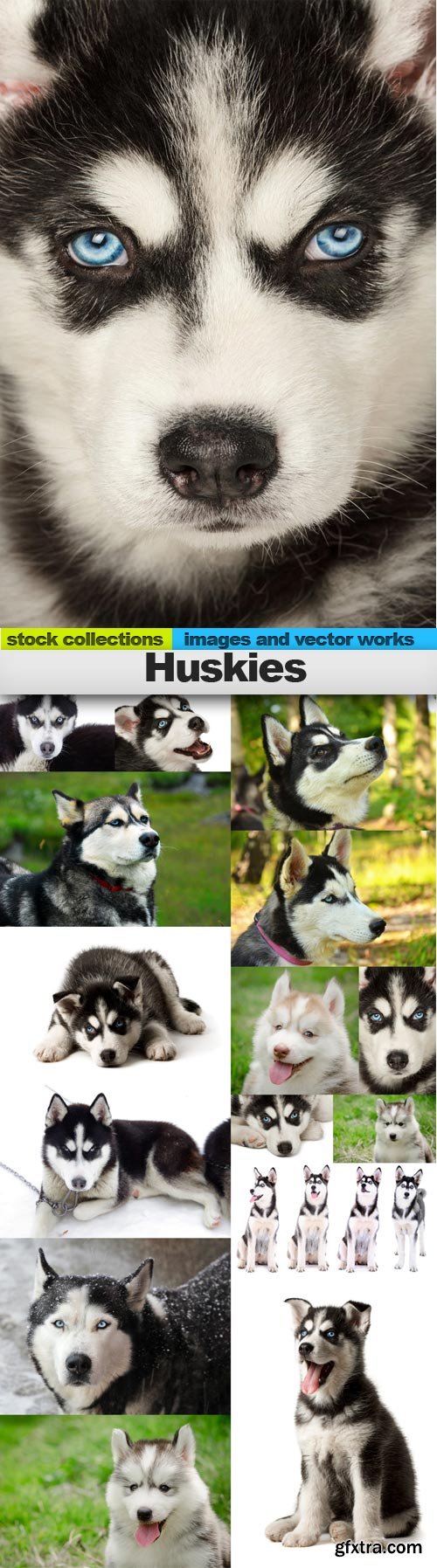 Huskies, 15 x UHQ JPEG