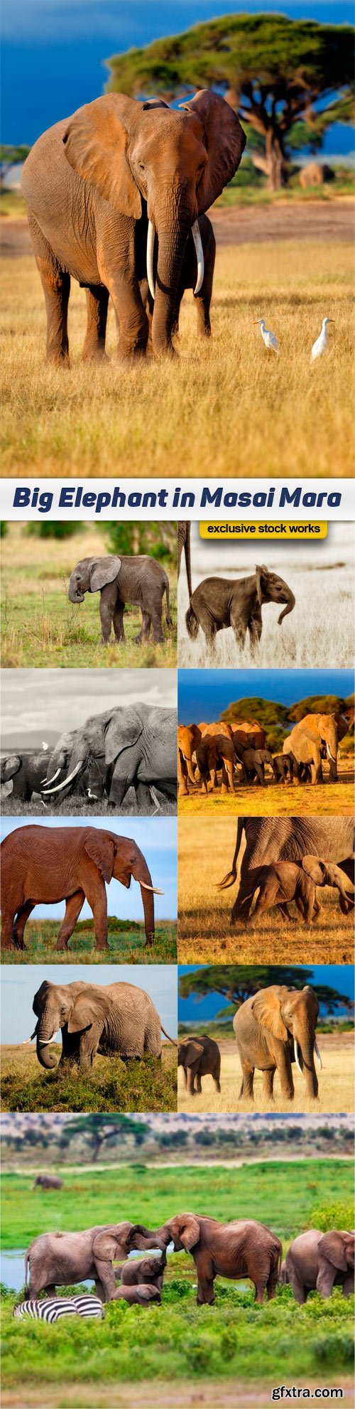Big Elephant in Masai Mara - 10 UHQ JPEG