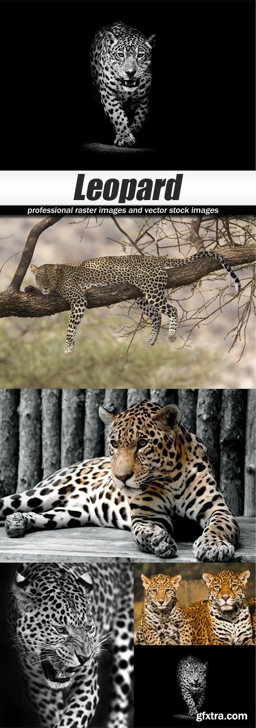 Leopard