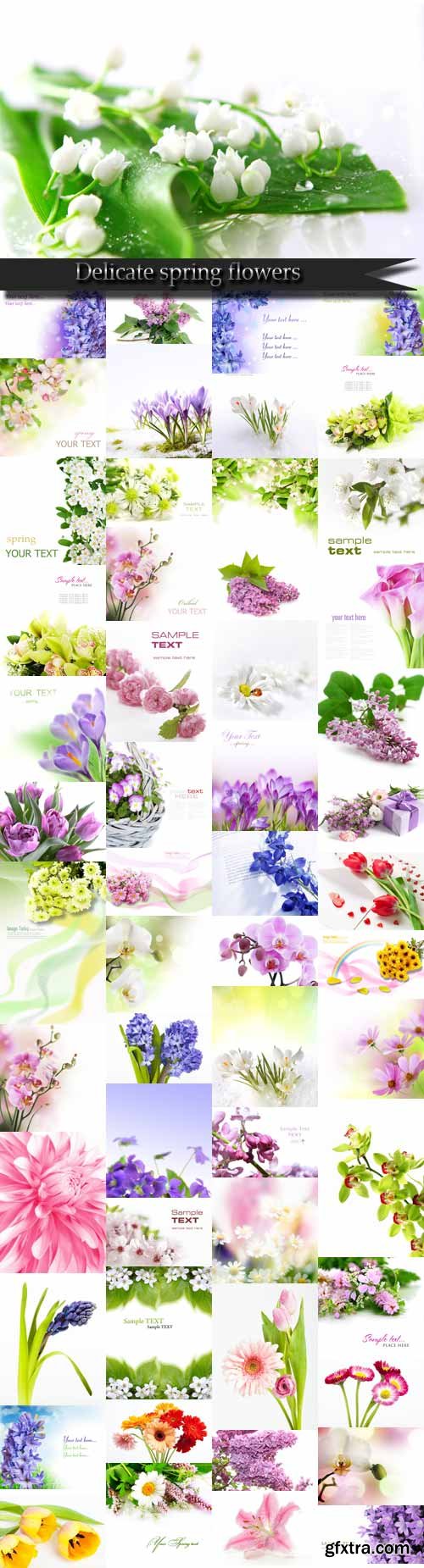 Delicate spring flowers Raster Graphics Delicate spring flowers Raster Graphics