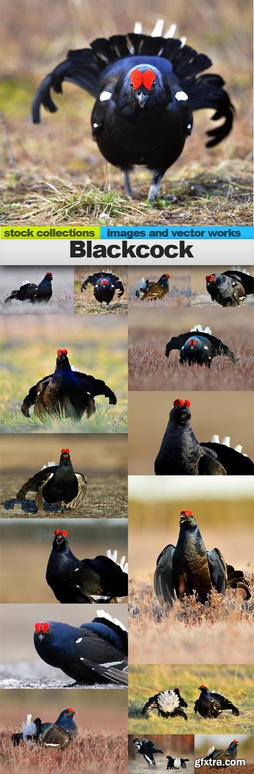 Blackcock, 15 x UHQ JPEG