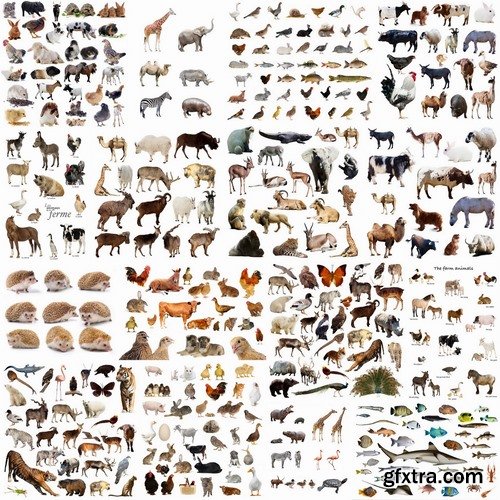 Set of domestic and wild animals isolated - 25 HQ Jpg