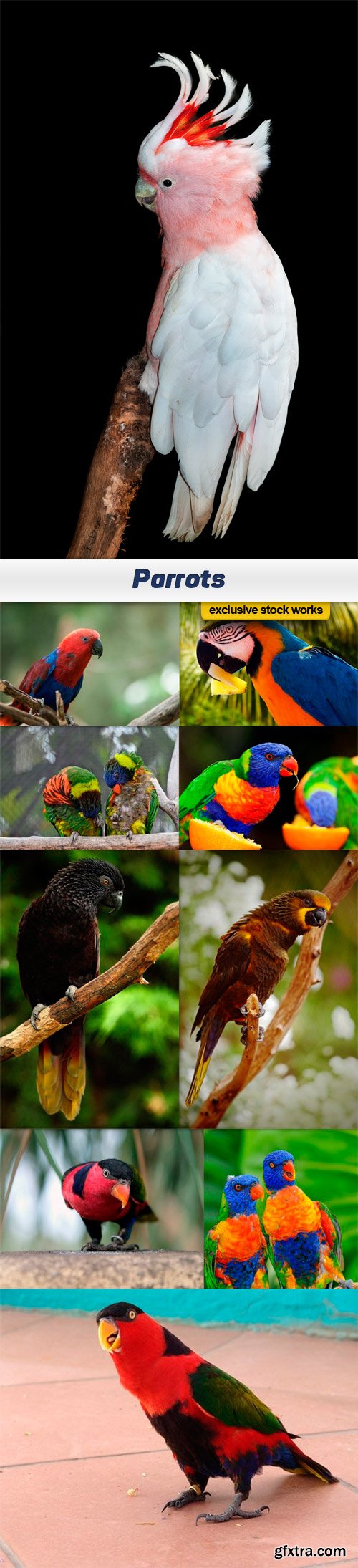 Parrots - 10 UHQ JPEG
