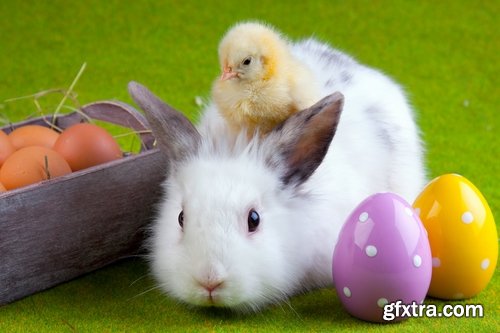 Collection of different easter bunny eggs 25 HQ Jpeg