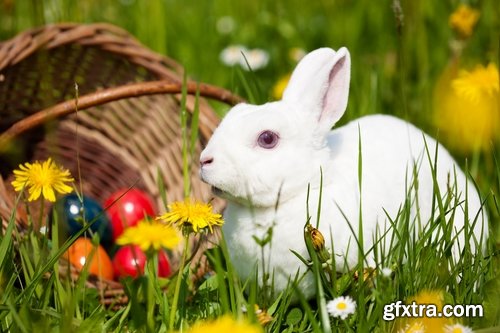 Collection of different easter bunny eggs 25 HQ Jpeg