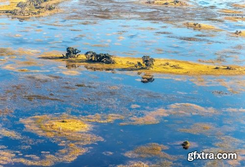 Collection swamp trees in the swamp on the various landscapes 25 HQ Jpeg