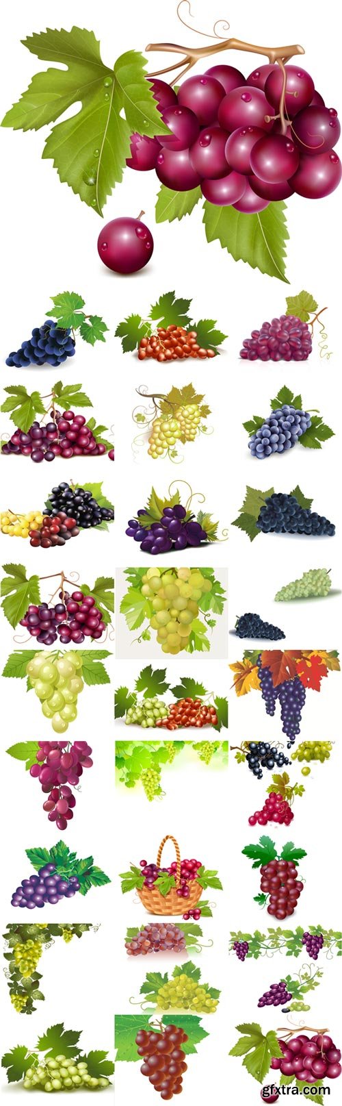 Vector Graphics juicy grapes