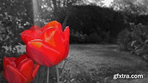 Flower - 10 UHQ JPEG