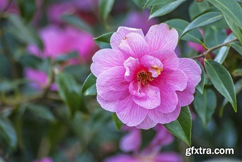 Flower - 10 UHQ JPEG