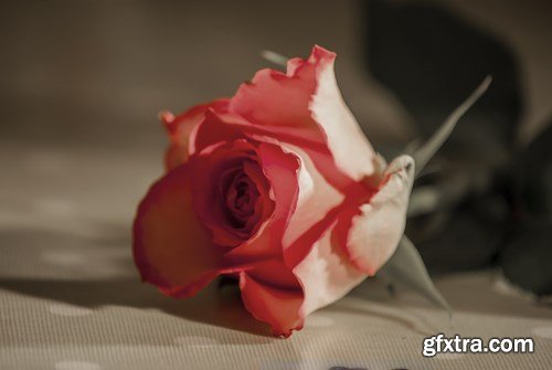 Flower - 10 UHQ JPEG