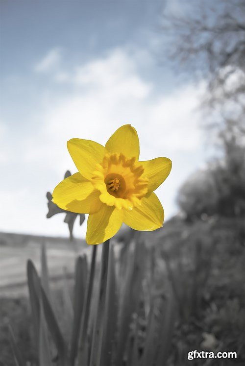 Flower - 10 UHQ JPEG