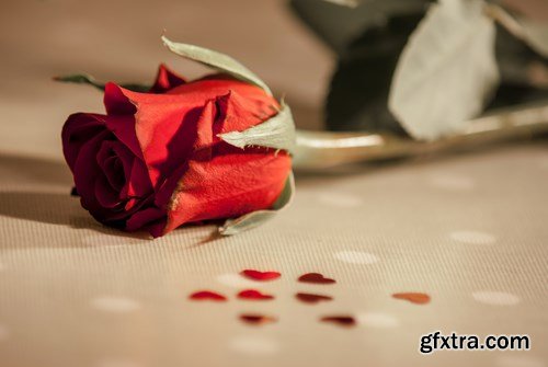 Flower - 10 UHQ JPEG