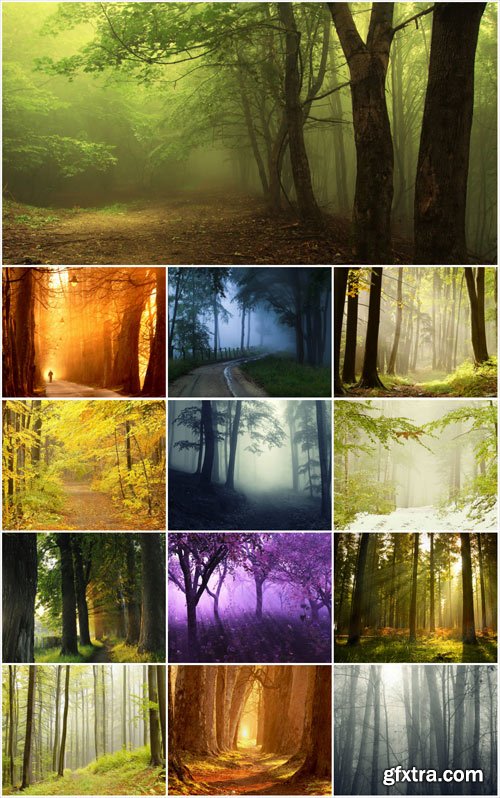 Magical forest stock photos Magical forest stock photos