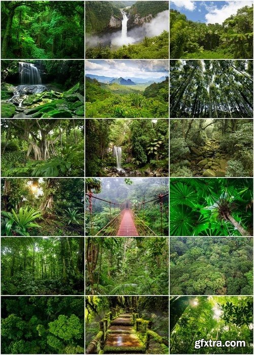 Subtropical forest and rainforest - 25 HQ Jpg