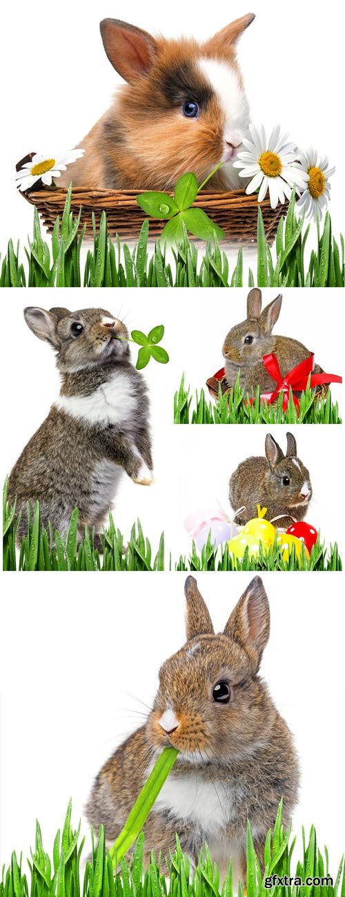Rabbits with Easter eggs and flowers - Stock Photo Rabbits with Easter eggs and flowers - Stock Photo