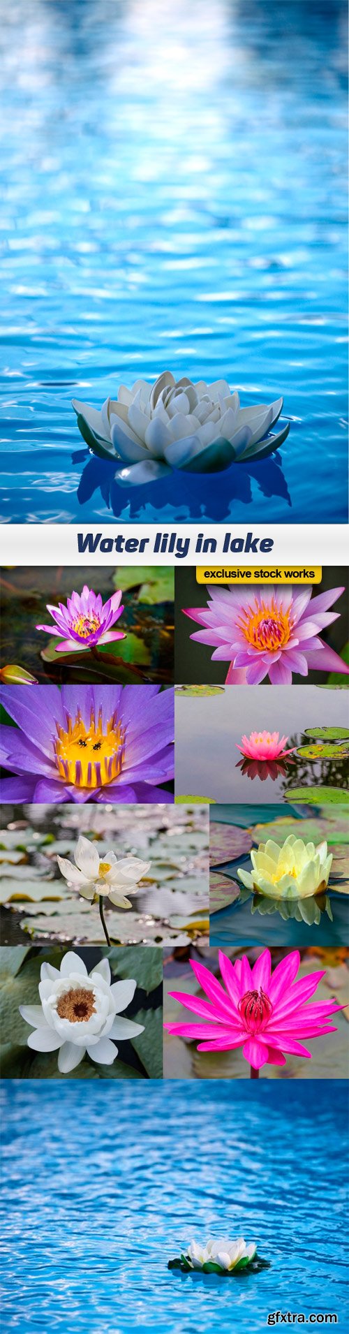 Water lily in lake - 10 UHQ JPEG