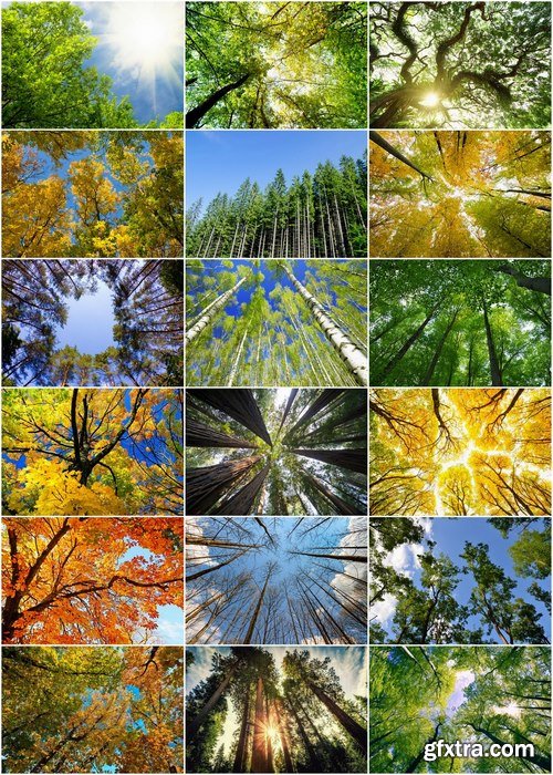 Tops of trees against the sky in the forest - 25 HQ Jpg