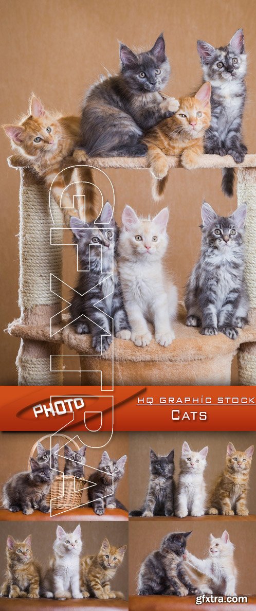 Stock Photo - Cats