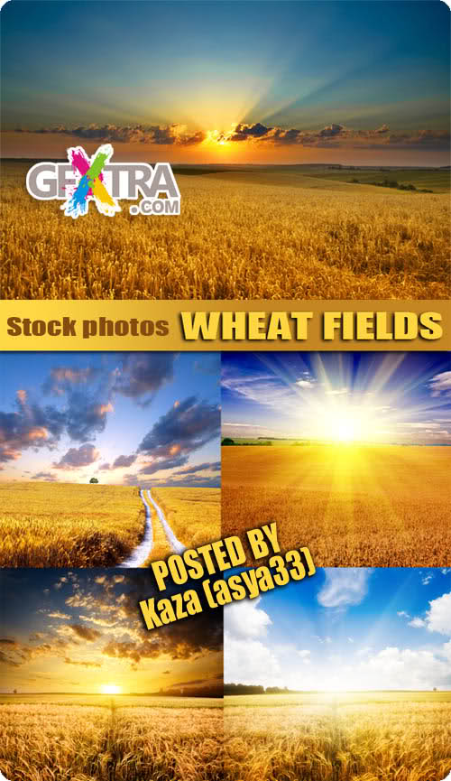 Wheat fields