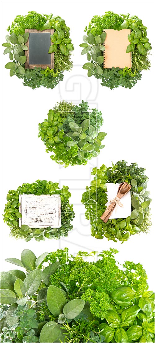 Fresh herbs with wooden board - stock photo Fresh herbs with wooden board - stock photo