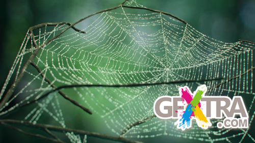 Cobwebs Modifier Plugin for 3ds Max Cobwebs Modifier Plugin for 3ds Max