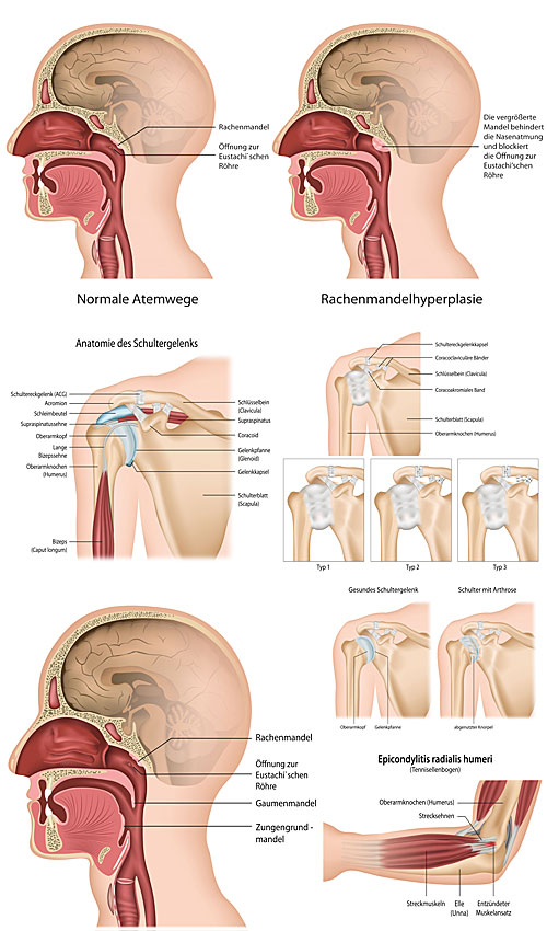 Medicine, human anatomy , human structure vector Medicine, human anatomy , human structure vector