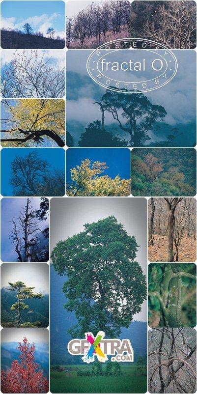 Trees And Forests | iDJ 009 | 157.06MB | DF-HF