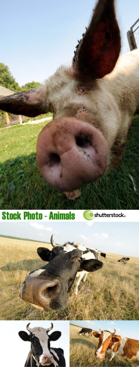 Stock Photo - Animals